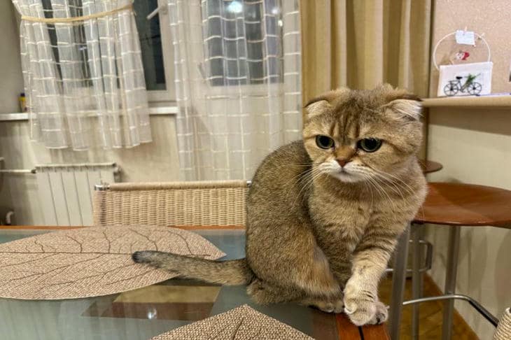 Bir kedinin masaya oturması yasaklanırsa ne olur: Hayatta kalma meselesi olarak boy mücadelesi