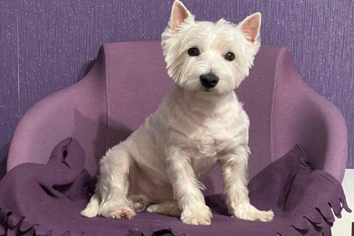 Bir köpeğe yüksek sesle kitap okursanız ne olur: ilişkinizde sessiz bir devrim