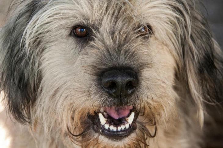 Bir köpeğin bakışı kelimenin tam anlamıyla iyileştiğinde: paylaştığımız sinirsel aynanın bilimi