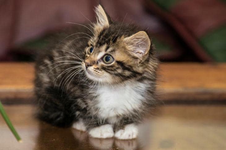 Kedi sizden korkmayı bırakırsa ne olacak: sahiplerini korkutan mutlak güvenin diğer tarafı