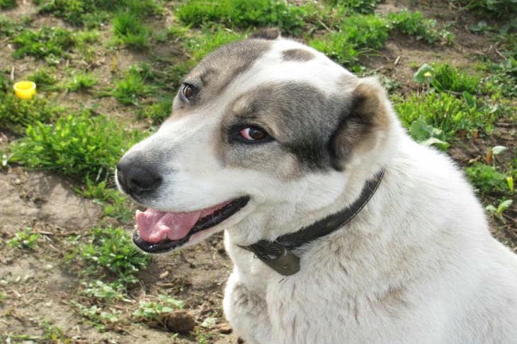 Köpeğiniz neden sirene uluyor: içindeki kadim kurdu uyandıran akustik bir yanılsama