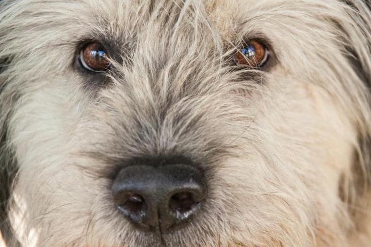 Köpek sana bakarken neden iç çekiyor: içinde bütün bir felsefenin saklı olduğu bir ses