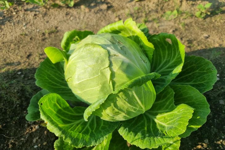 Lahana neden asmada patlıyor: tahmin edilebilecek ve durdurulabilecek stres