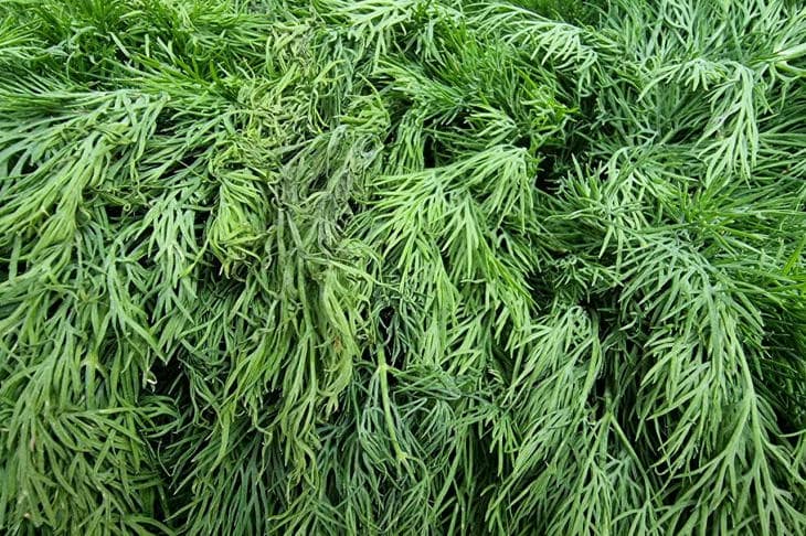 On yıldır yaprak yetiştiren Decembrist’in çiçek açması nasıl yapılır: Sparta koşullarının efsanesini ortaya çıkarmak