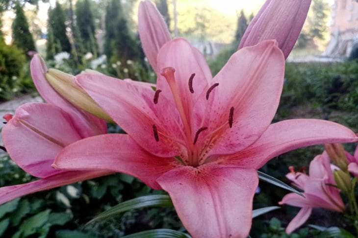 Zambaklar bahçede yetişiyorsa neden buzdolabına ihtiyaç duyarlar: dev çiçekler üreten ampullerle yapılan tuhaf bir ritüel*